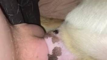Dude's hard cock explores the animal's hot hole
