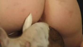 Redhead gets on all fours to get banged by a dog