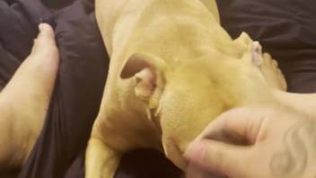 Horny guy allows his pooch to come closer for some naughty play