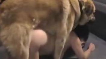 Close-up anal featuring a black dog's veiny cock
