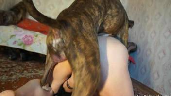Big-dicked dog pounding a hairy pussy from behind