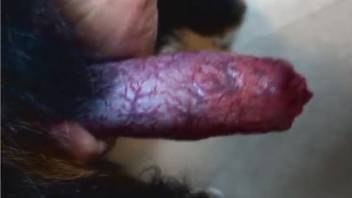 A well-hung guy with a raging hard-on manually stimulates the red penis of a dog